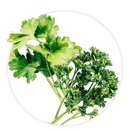 Simply-Local_Curly-&-Italian-Parsley